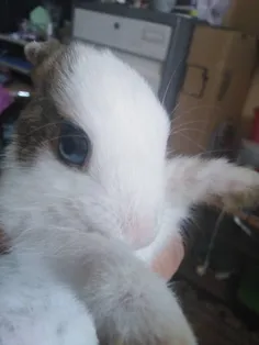 اینم خرگوش خوشکله خودم