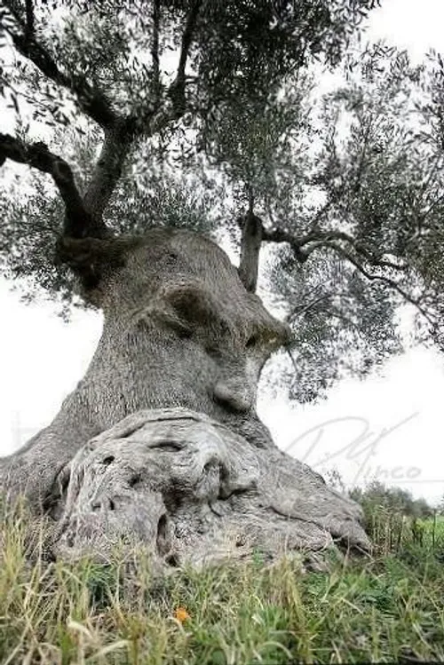 درختی عجیب در ایتالیا که به درخت متفکر معروفه