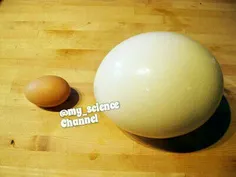 برای آب پز کردن تخم شتر مرغ باید یک ساعت و نیم صبر کرد...