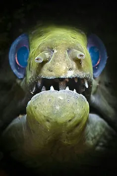 ماهی عجیب در اعماق اقیانوس😩 😂 خیلی خنگه نه😂