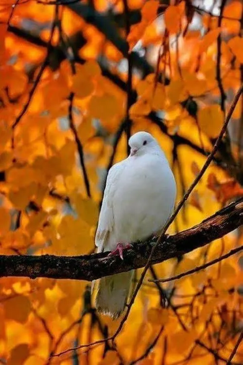 ای آسمان