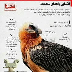 این همای پرنده ای افسانه ای ایران زمین هست.