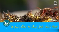حمله زنبور غول پیکر به دیگر زنبورها-تبیان امروز 
