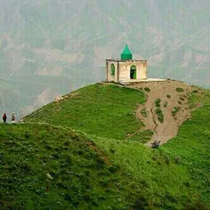 گل نیلوفر در مرداب می روید 