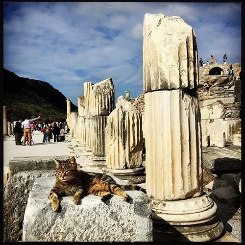 A cat rests comfortably in the sun on a column-lined stre