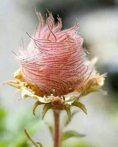 این نایاب ترین گل رز که فقط توی