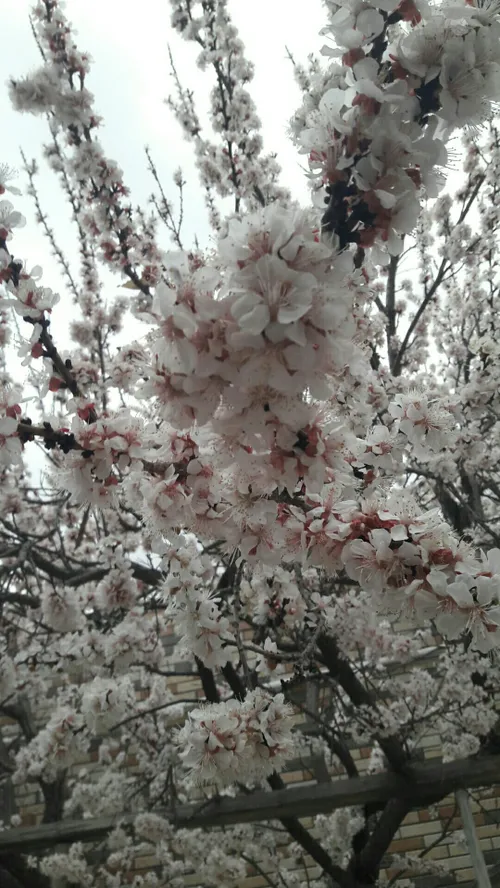 شکوفه های زردآلو😍❤