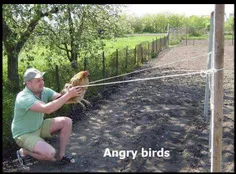 Angry birds