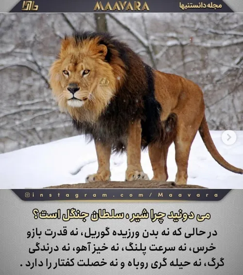 چرا به شیر میگن سلطان جنگل؟🦁👑