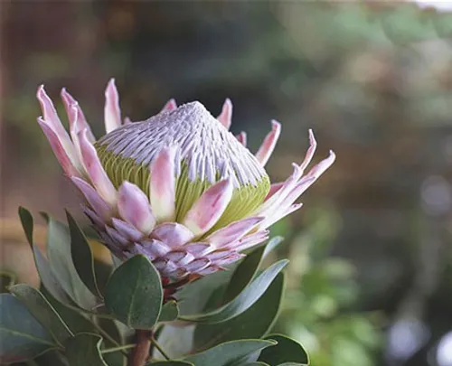 پروتیا (Protea)