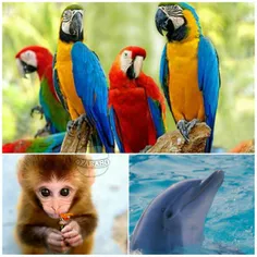 حیواناتی مانند طوطی, دلفین و میمون برای فرزندان خود اسم ا
