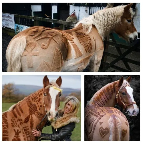خانم "ملودی هیمس" آرایشگر مخصوص اسب ها است
