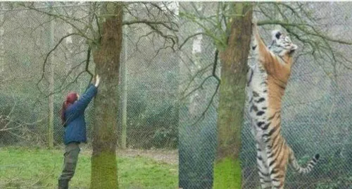 دو تصویر از مقایسه قد انسان با ببر سیبری (بزرگترین گربه س
