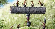 باشگاه  بدنسازی  مورچه ها