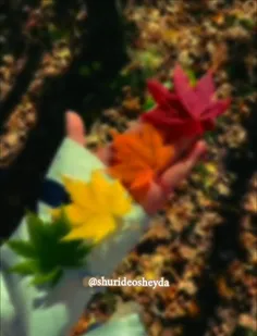 shurideosheyda 77068365