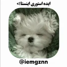 ایده ✨🐾