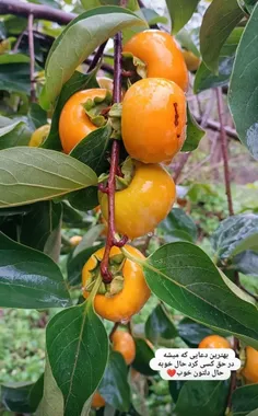 سلام صبح همگی بخیر الهی حال دل همتون خوب باشه 