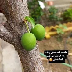عید سعید فطر برهمگان مبارک...