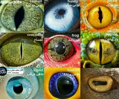 🌍 چشم ۹ حیوان مختلف!🙄