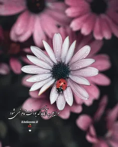 🍒🌱مرا ببر به آنجا که بودنت تمام نمی شود🍒🌱