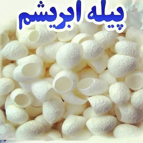 پیله ابریشم