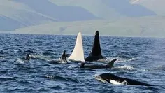 کشف نهنگ قاتل سفید رنگ در سال 2012 در کشور روسیه که یک رو