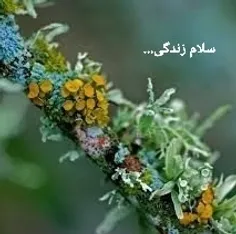 #عکس_نوشته