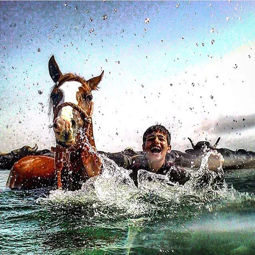 A boy swimming along with his horse. His herd of buffalo 