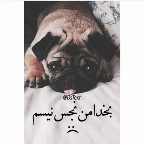 اوخی عزیزم:(من عاشق سگام شما چی؟