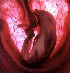 جنین دلفین