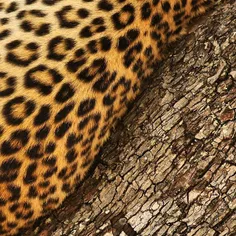 #Leopard fur and bark.  #OkavangoDelta, Botswana.  Shot o