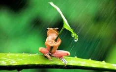 قورباغه‌ها وقت باران چه می‌کنند؟
