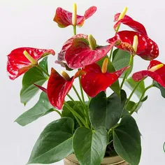 #آنتوریوم FLAMINGO FLOWER 