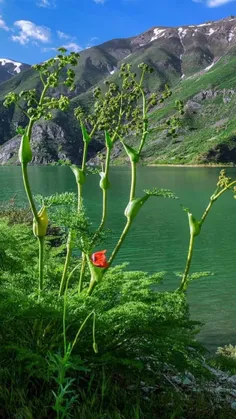 #ایران_زیبا🇮🇷