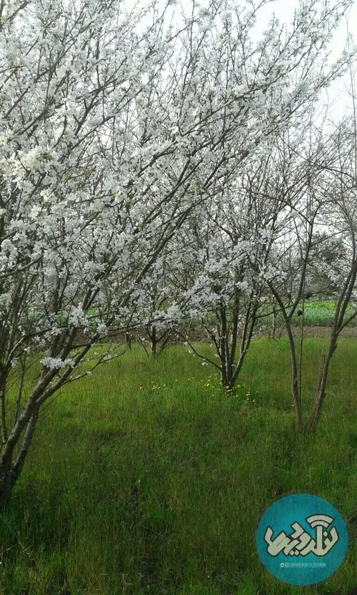 بهار و شکوفه های درخت آلوچه