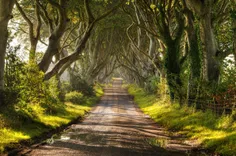 خیابانی از درختان در شمال ایرلند این درختان در قرن هجدهم 