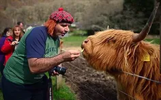توریستی در حال دادن غذا به یک گاو اسکاتلندی
