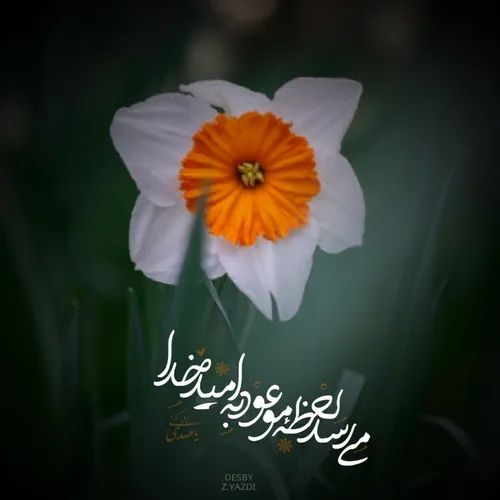 بدون شرح