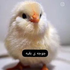 جوجه ی بقیهvجوجه ی کیپاپرا