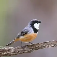 سلام بزرگوار🌸