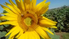 زنبور عسل در حال جمع آوری گرده و شهد گل آفتاب گردان