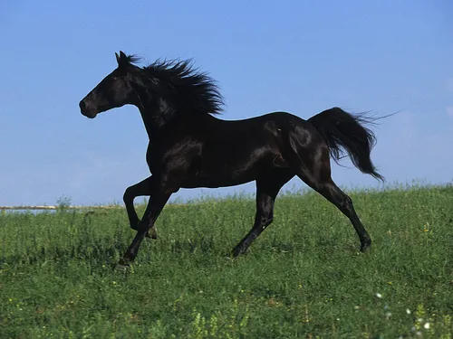 زیبای سیاه.