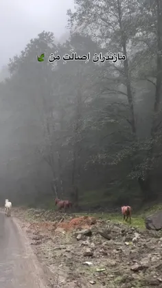 سلام صبح همگی بخیر و شادی ❤️🙏🏻☘️✴️❤️🙏🏻☘️✴️