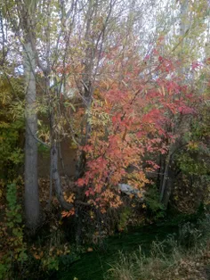 پاییز و نقاشی های رنگا رنگش...
