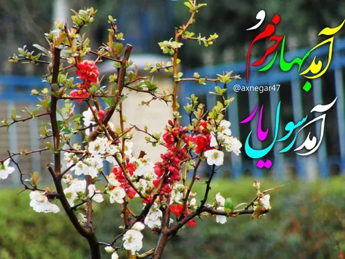 آمد بهار خرم و آمد رسول یار