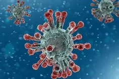 کرونا ویروس تا سه روز بر روی خیار باقی می ماند  مطالعه محققان در مورد انتقال کرونا ویروس از طریق میو