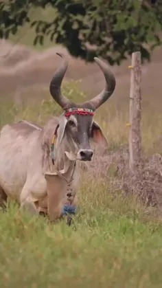 کانکرج (Kankrej) یک نژاد گاو هندی است که از ایالت گجرات و