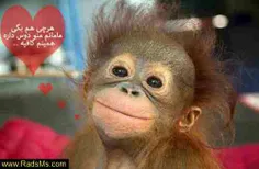 گوناگون mitiii 1155514