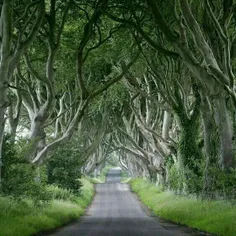 در شمال کشور ایرلند جنگلی از درختان راش با شمایلی مخوف وج
