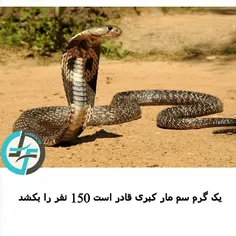 #مارکبری#snake#nature#naturefarsifacts
